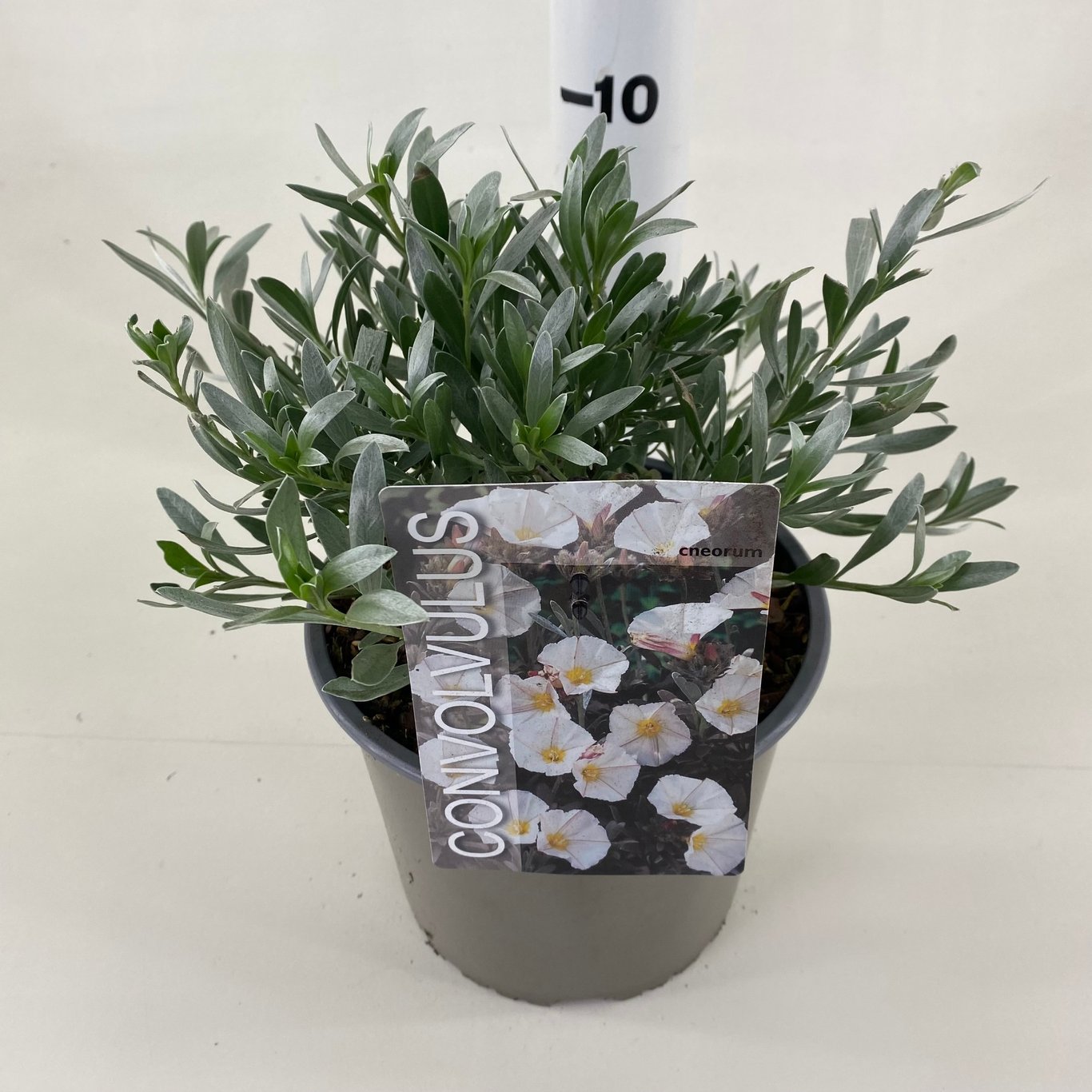 Convolvulus cneorum - C3 20-30 CM